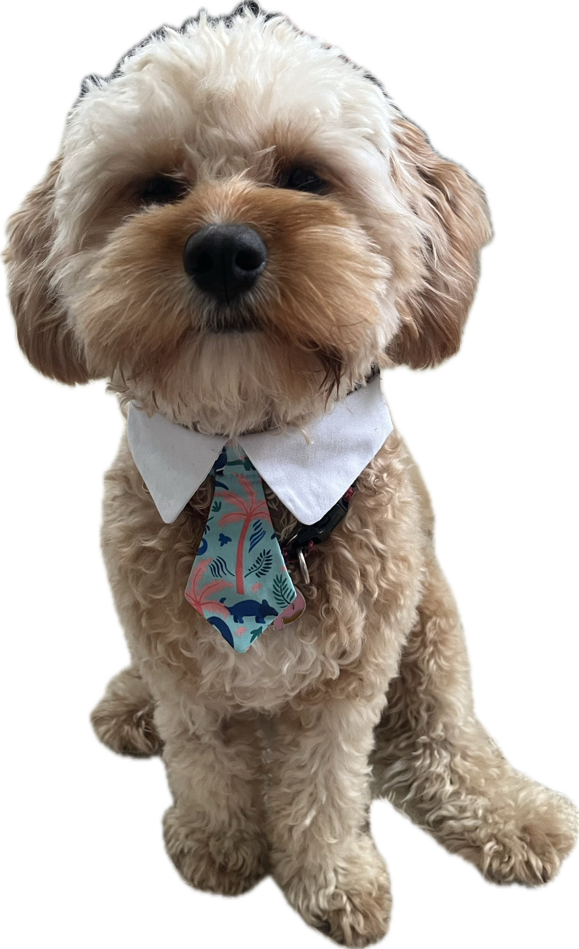 Thor profile picture